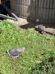 Streptopelia orientalis