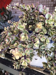 Magnoliopsida