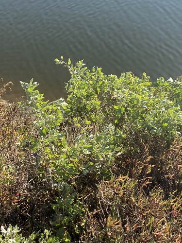 iNaturalist observation photo of coyote brush