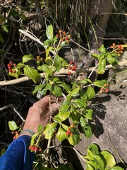 Eumachia microdon