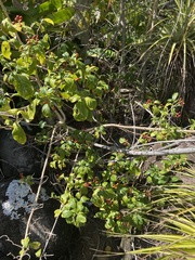 Eumachia microdon