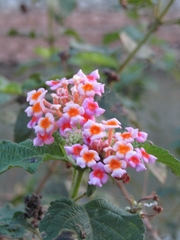 Lantana × strigocamara