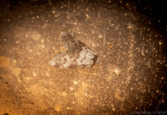 Thallarcha leptographa