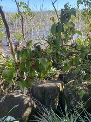 Eugenia pseudopsidium