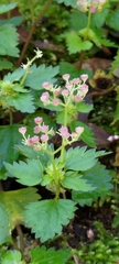Nanocnide japonica