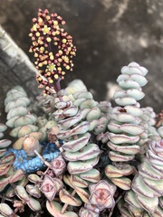 Crassula