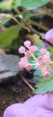Nanocnide japonica