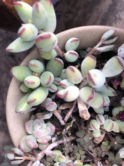 Crassula
