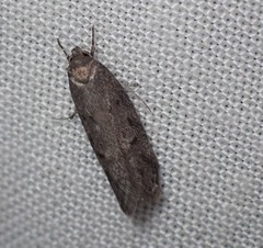 Ericrypsina chorodoxa