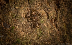Stigmatium mastersii