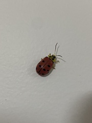 Alagoasa nigromaculata