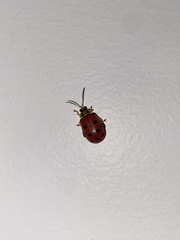 Alagoasa nigromaculata