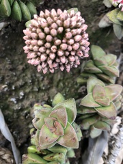 Crassula