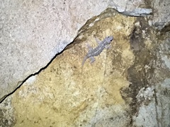 Phyllodactylus xanti