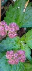 Nanocnide japonica