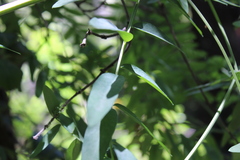 Vicia nigricans