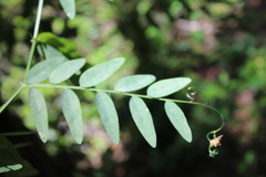 Vicia nigricans