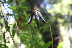 Vicia nigricans