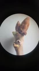 Callirhytis gemmiformis