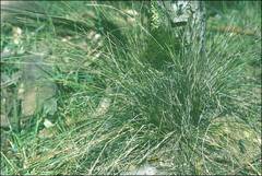 Poa sieberiana