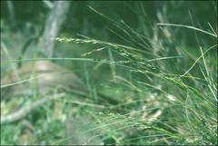 Poa sieberiana