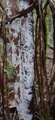 Etheirodon fimbriatum