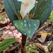 Costus whiskeycola - Photo (c) Dave Skinner, some rights reserved (CC BY-NC), uploaded by Dave Skinner