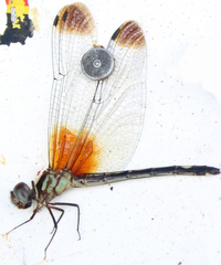 Macrothemis ultima