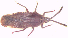 Paracopium australicum