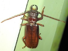 Cacodacnus planicollis