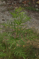 Datisca cannabina