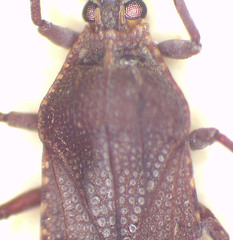 Paracopium australicum