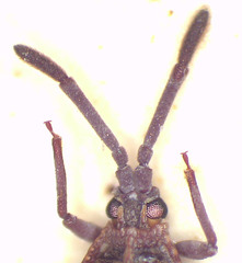 Paracopium australicum