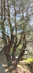 Pinus morrisonicola
