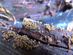 Cribraria rufa