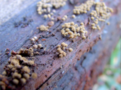 Cribraria rufa