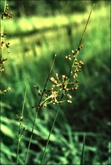 Juncus pauciflorus