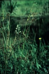 Juncus pauciflorus