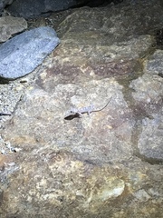 Phyllodactylus unctus