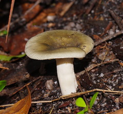 Russula viridis
