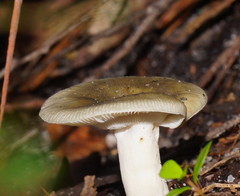Russula viridis