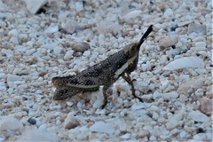 Monistria discrepans