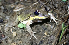 Litoria pallida