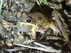 Litoria pallida