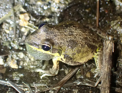 Litoria pallida