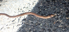 Pygopus steelescotti