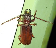 Cacodacnus planicollis