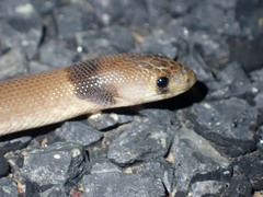 Pygopus steelescotti