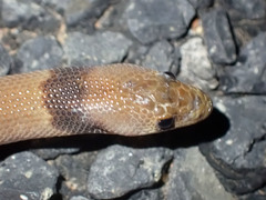 Pygopus steelescotti