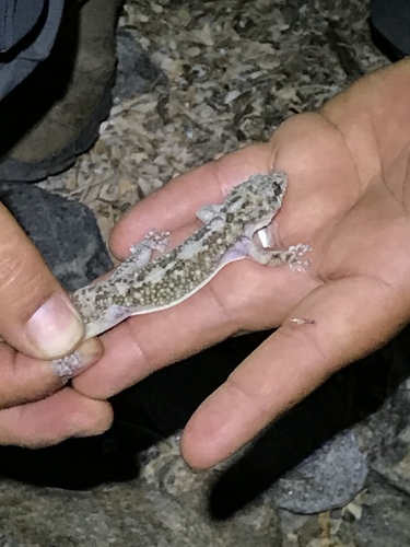 Xantus Leaf-toed Gecko
